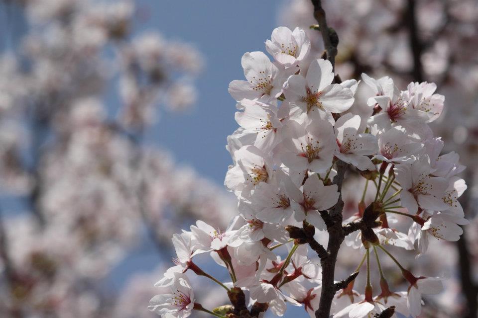 桜