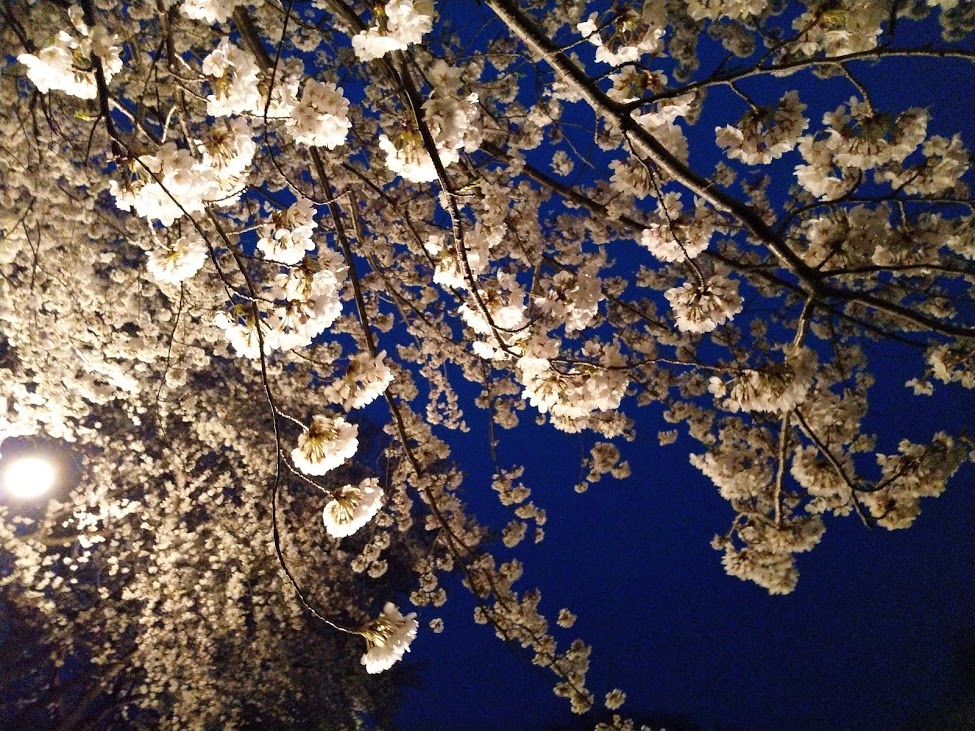 夜桜