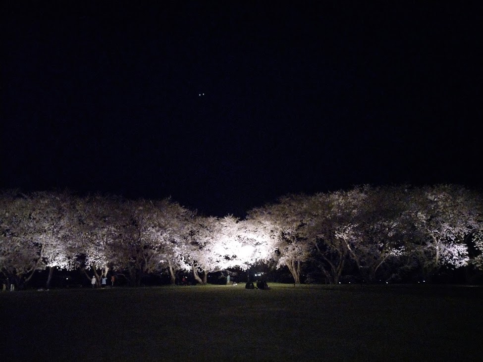 夜桜