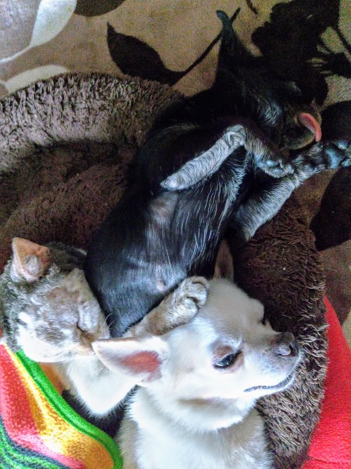 お正月,チワワンコ