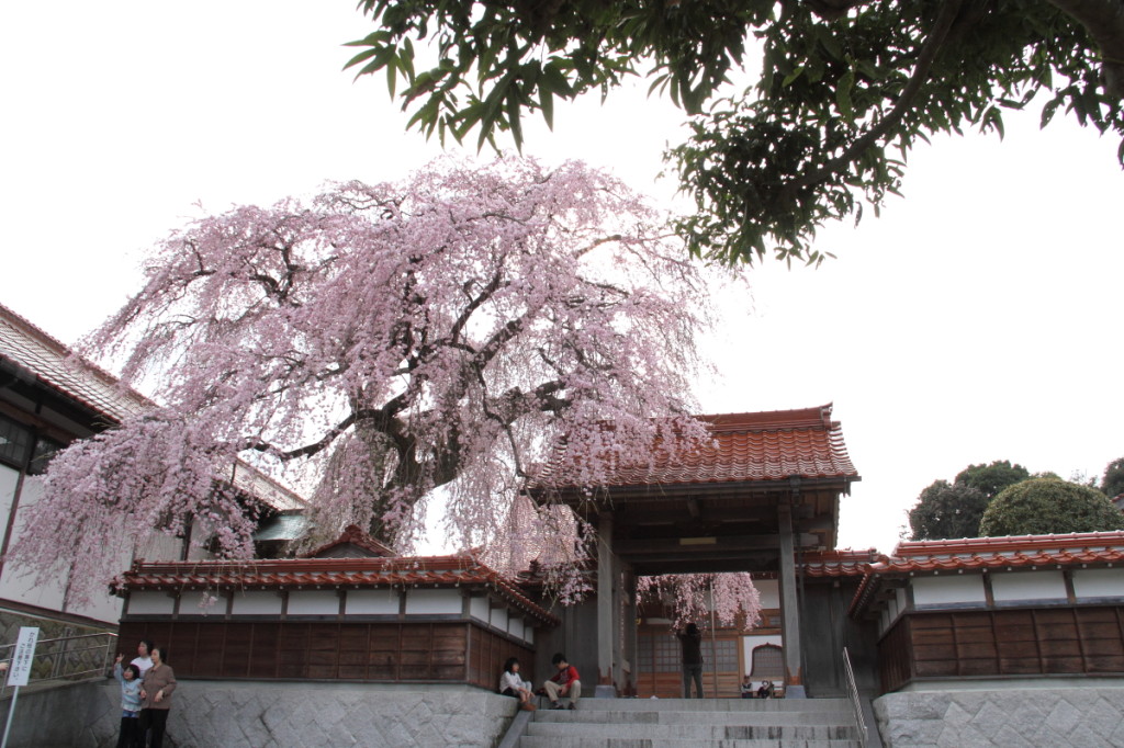 極楽寺　桜