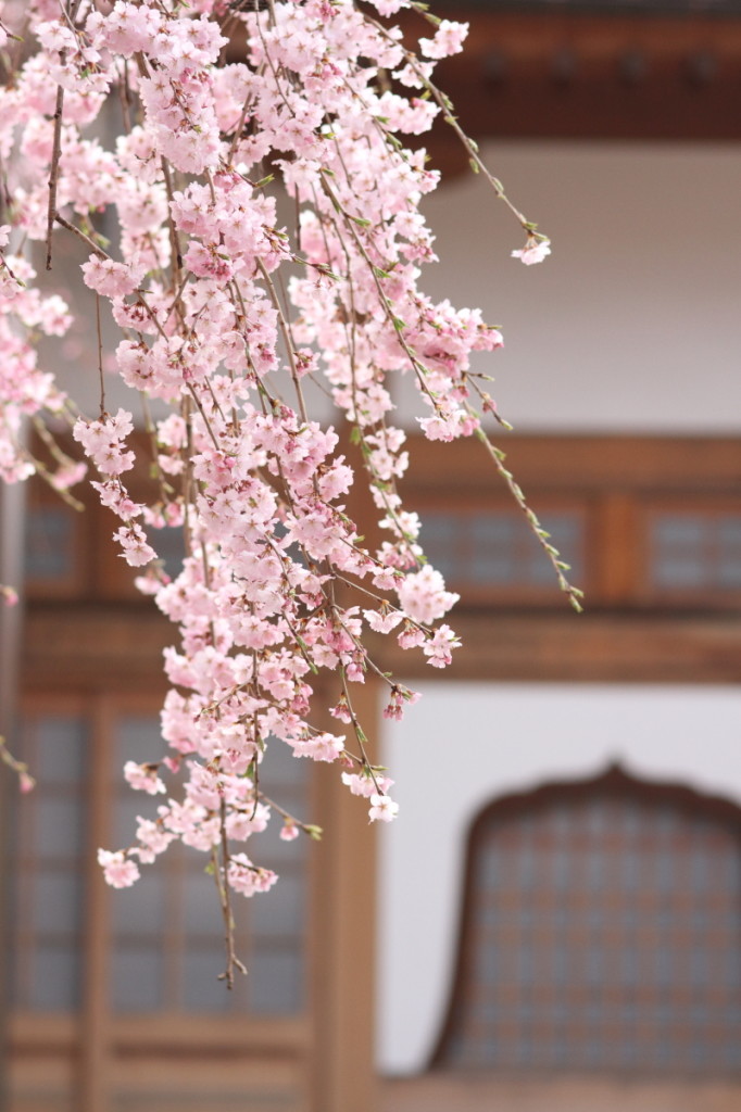 極楽寺　桜
