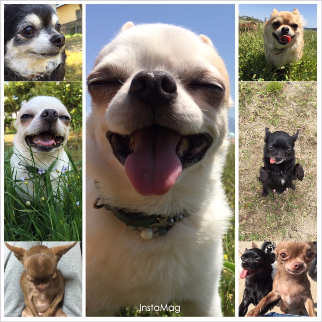 Jepun Sari,チワワンコ