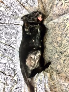 チワワンコ,あんこちん